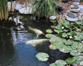 fewo-hegau-griesbaum-teich